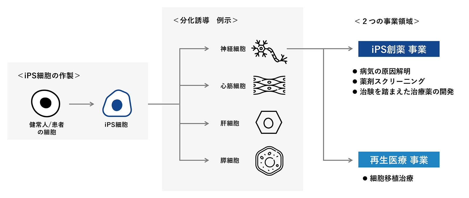 事業概要｜iPS細胞の医療応用への可能性
